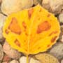 Herbstbaltt mit Kieselsteinen
