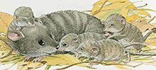 Mäuse im Nest