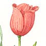 Illustrationen Blumenzwiebeln