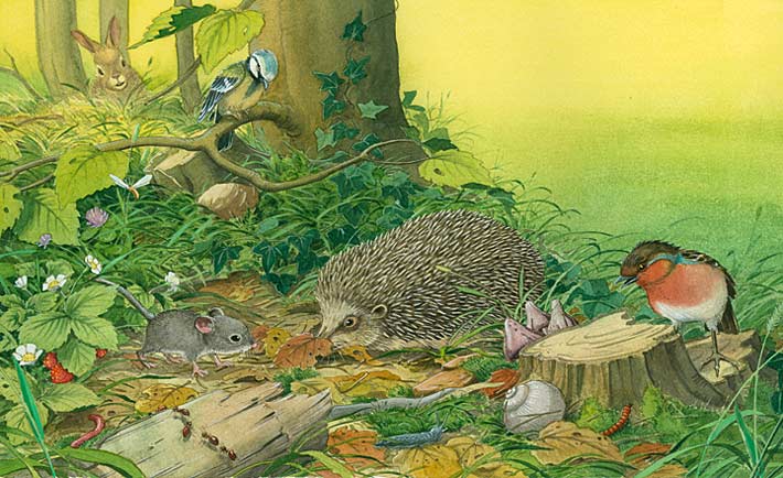 Illustration Igel und Maus