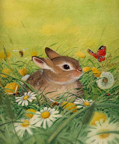 illustration, Hase, Schmetterling,Kinderbuchillustration