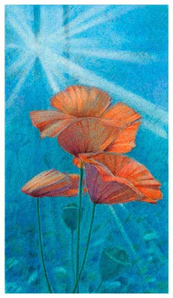  illustration Mohn im Morgenlicht