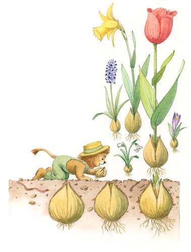  illustration Blumen und Blumenzwiebel 