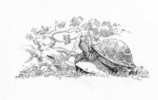 Illustration, Kreidezeichnung, Schildkröte